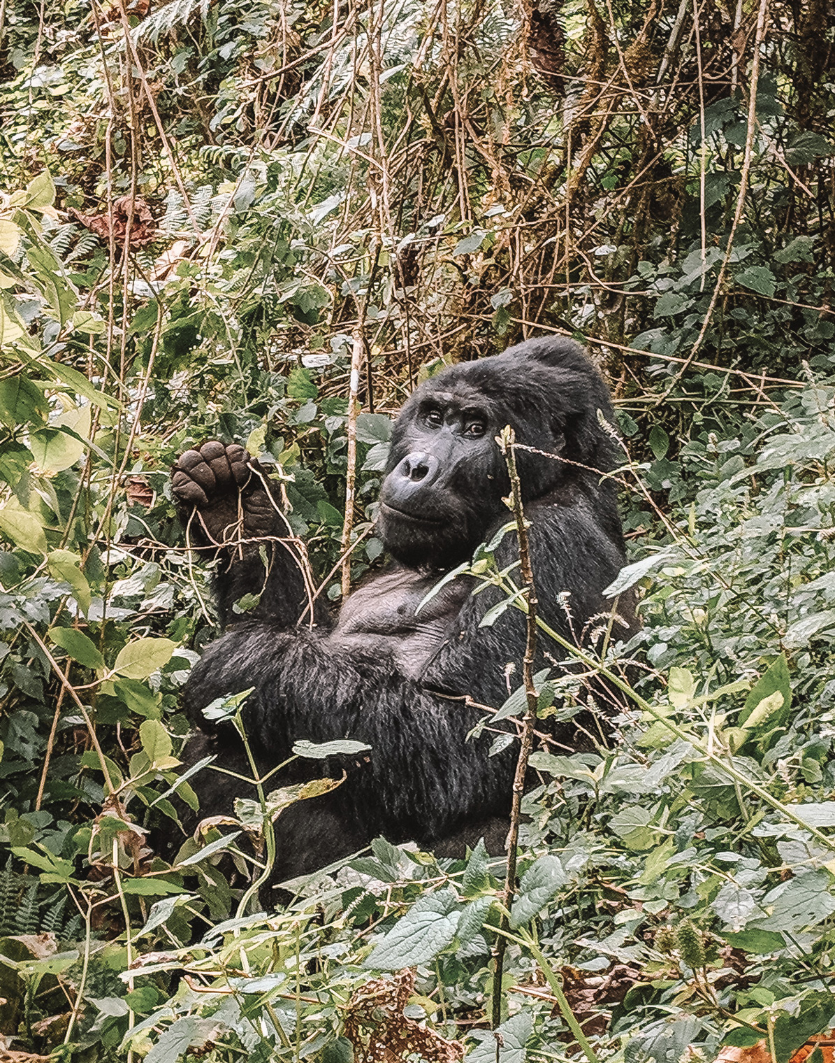 A Photo Of A Gorilla From My Trek