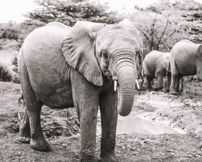 An Elephant At DSWT In Kenya