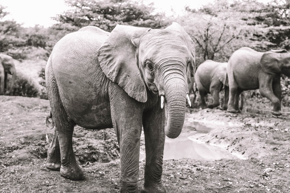 An Elephant At DSWT In Kenya